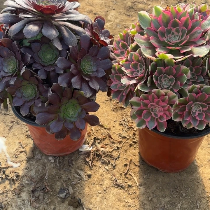 多肉植物法师2颗3