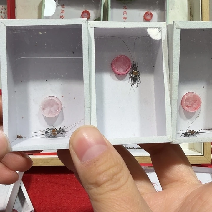 蟋蟀短须一条尾枪断一条独脚一条