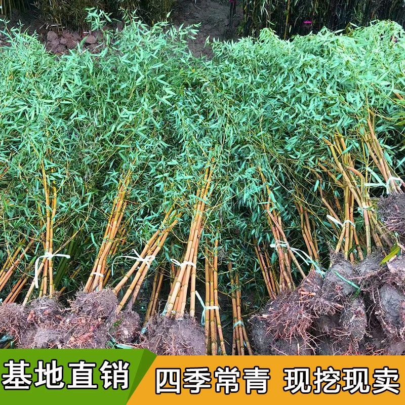 金镶玉黄金竹盆栽庭院绿化景观竹苗四季常青竹子树苗北方耐寒植物