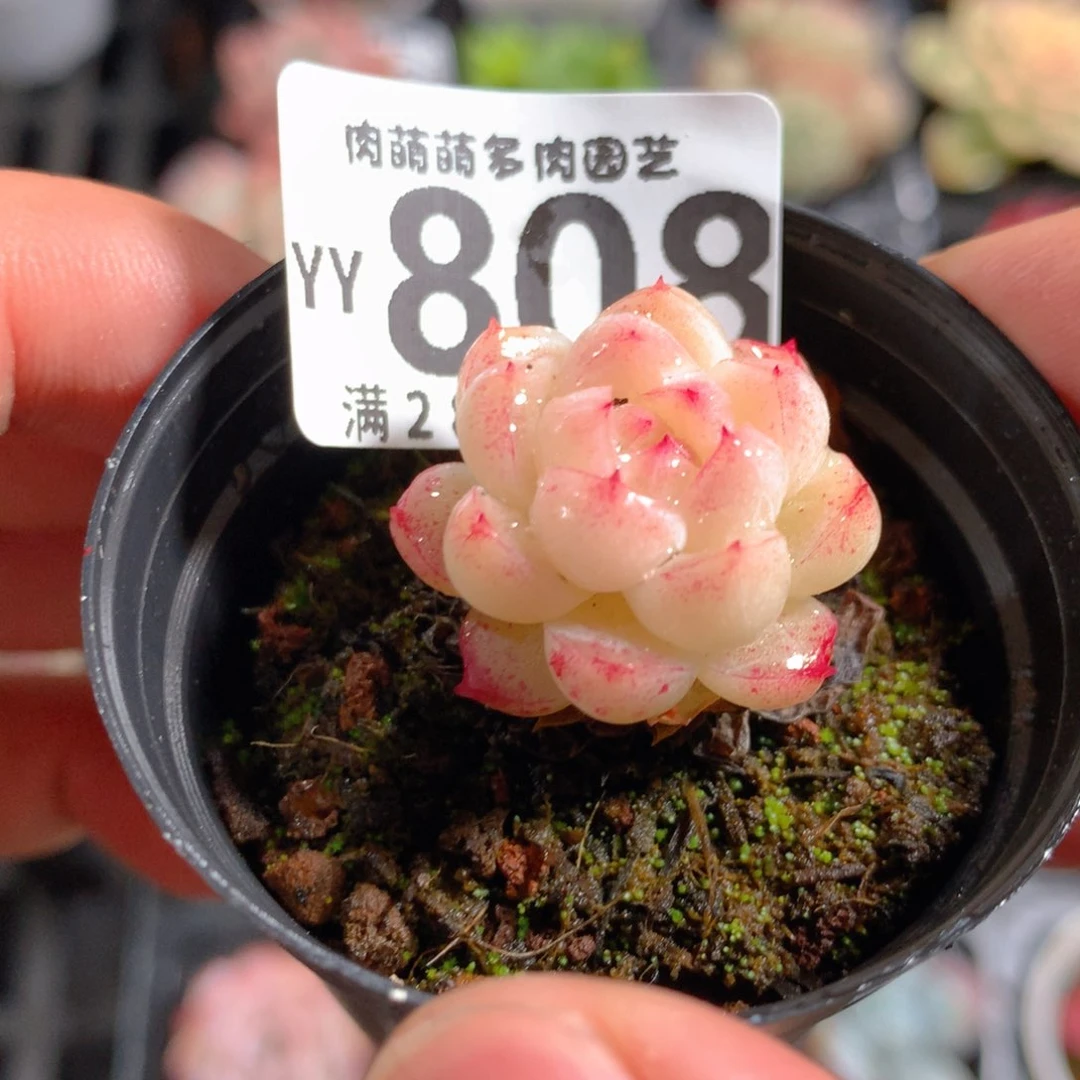 5CM拇指盆精控多肉YY808