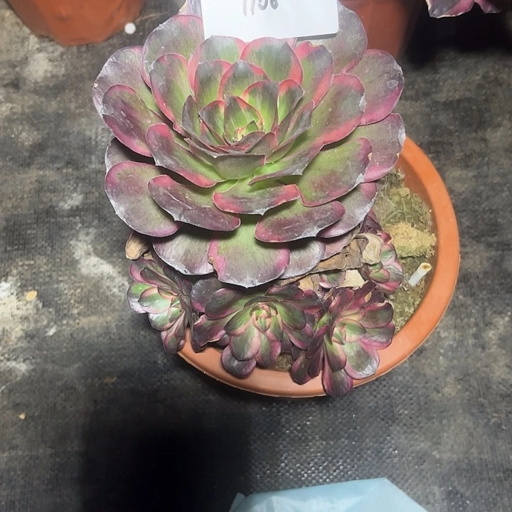 魅锦多肉植物保护专业1108