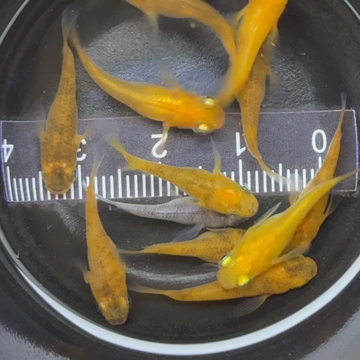 青鳉鱼赤虎短球25号