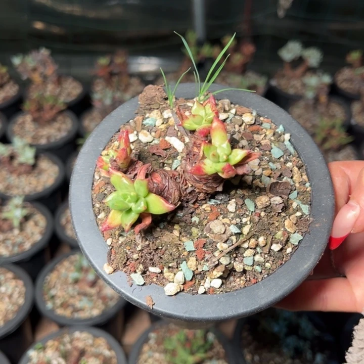 2034哈哈哈哈哈哈多肉