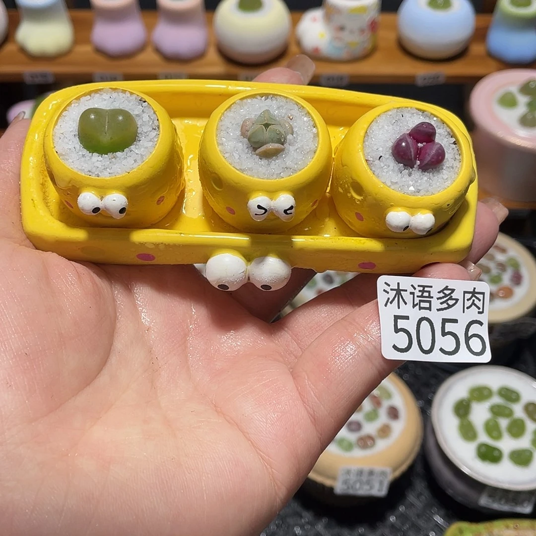 小***秦带盆土植物 一物一拍5056