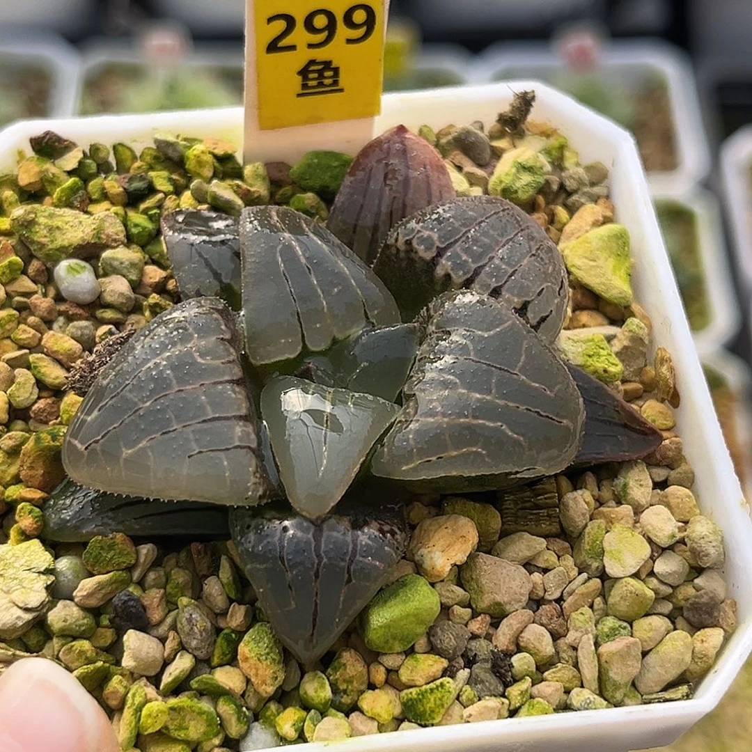 299粉红甜心一物一图