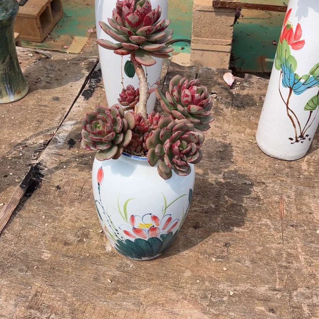 精品多肉老桩无砍