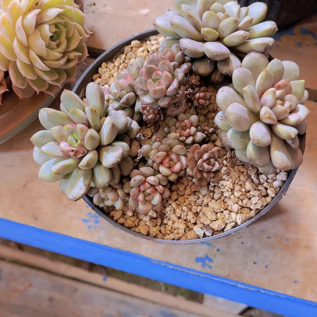 无铅玻璃牛*多肉植物保护研究所