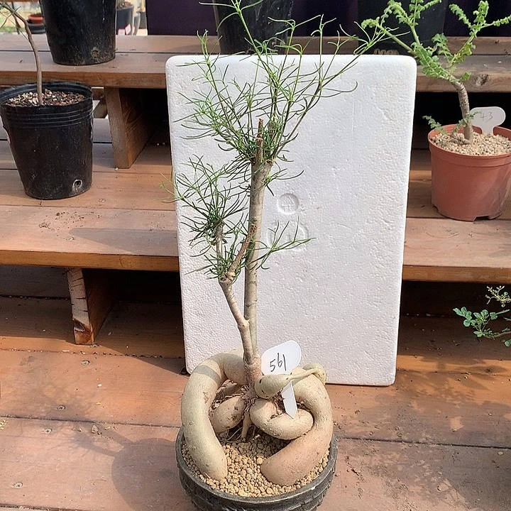 561柳叶麒麟哈哈哈哈哈