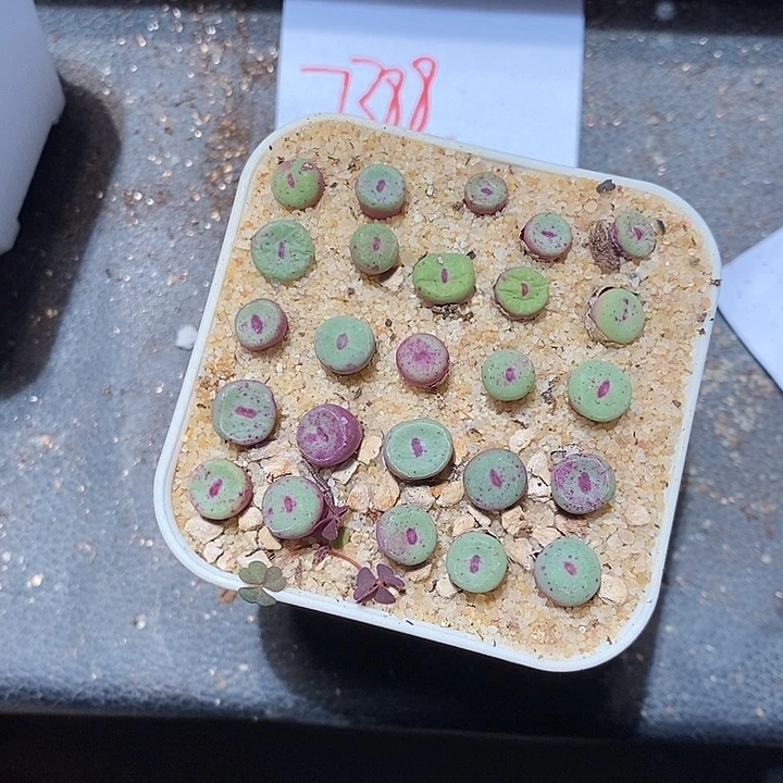 王***哥7388。   一组se。