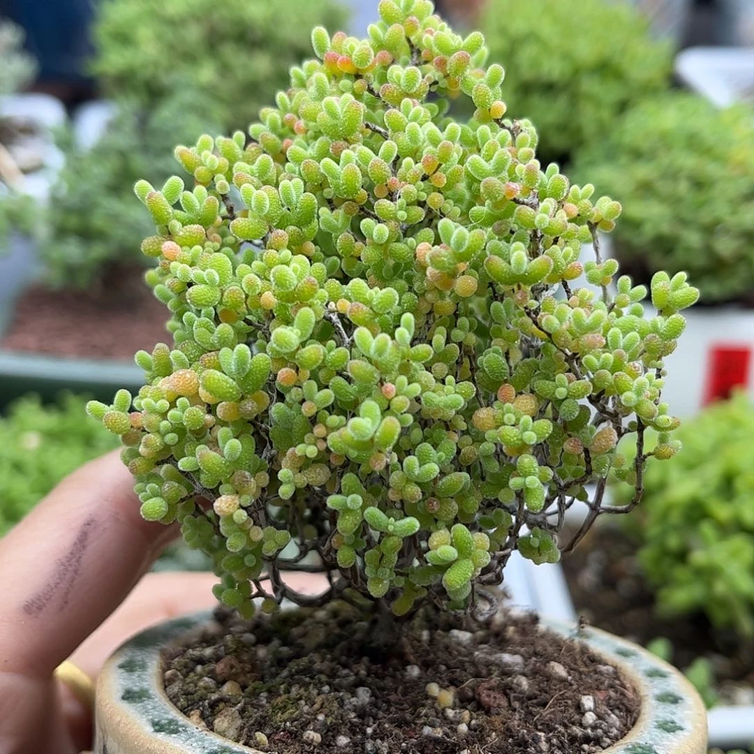 40蜜桔糖球优选枝干