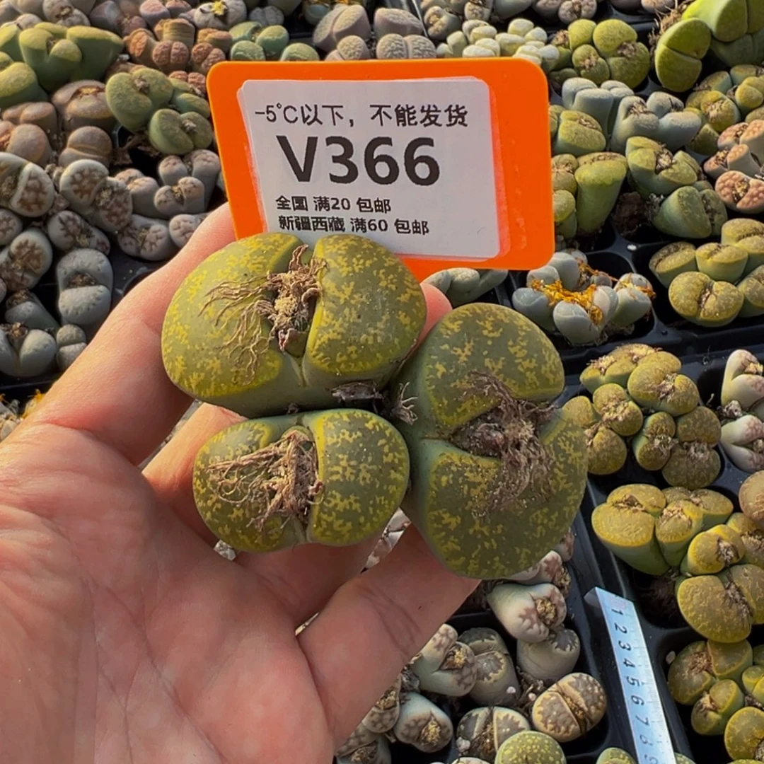 366 一物一拍，默认有伤，介意勿拍，不退不换