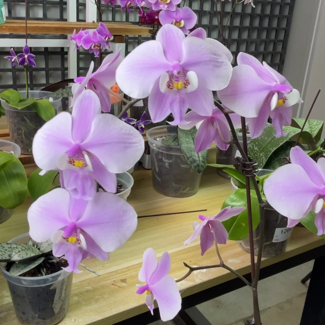 完全开放SWR银叶1115