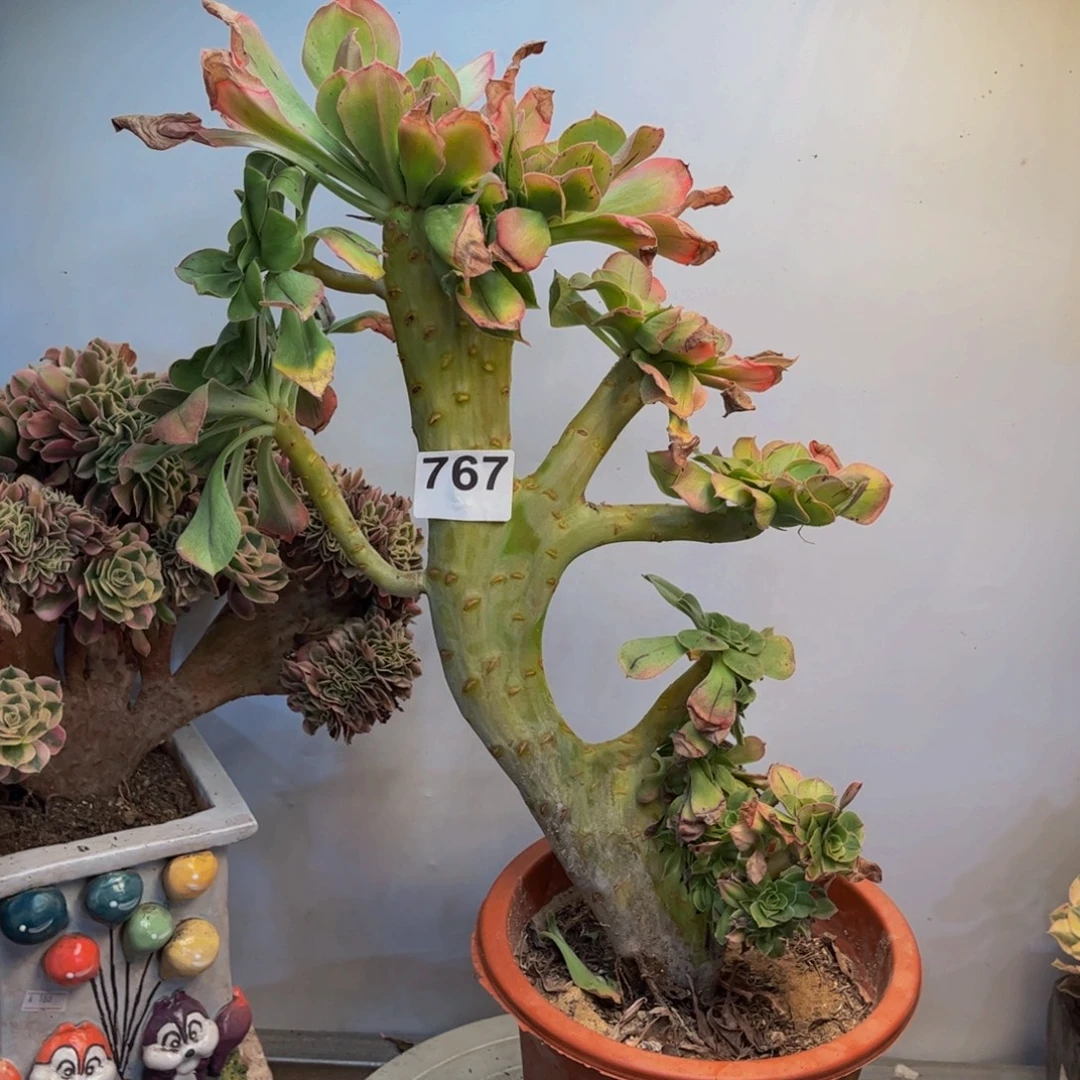多肉植物君美丽缀767