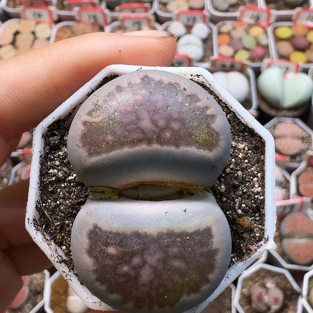 大***馍生石花111111。  303