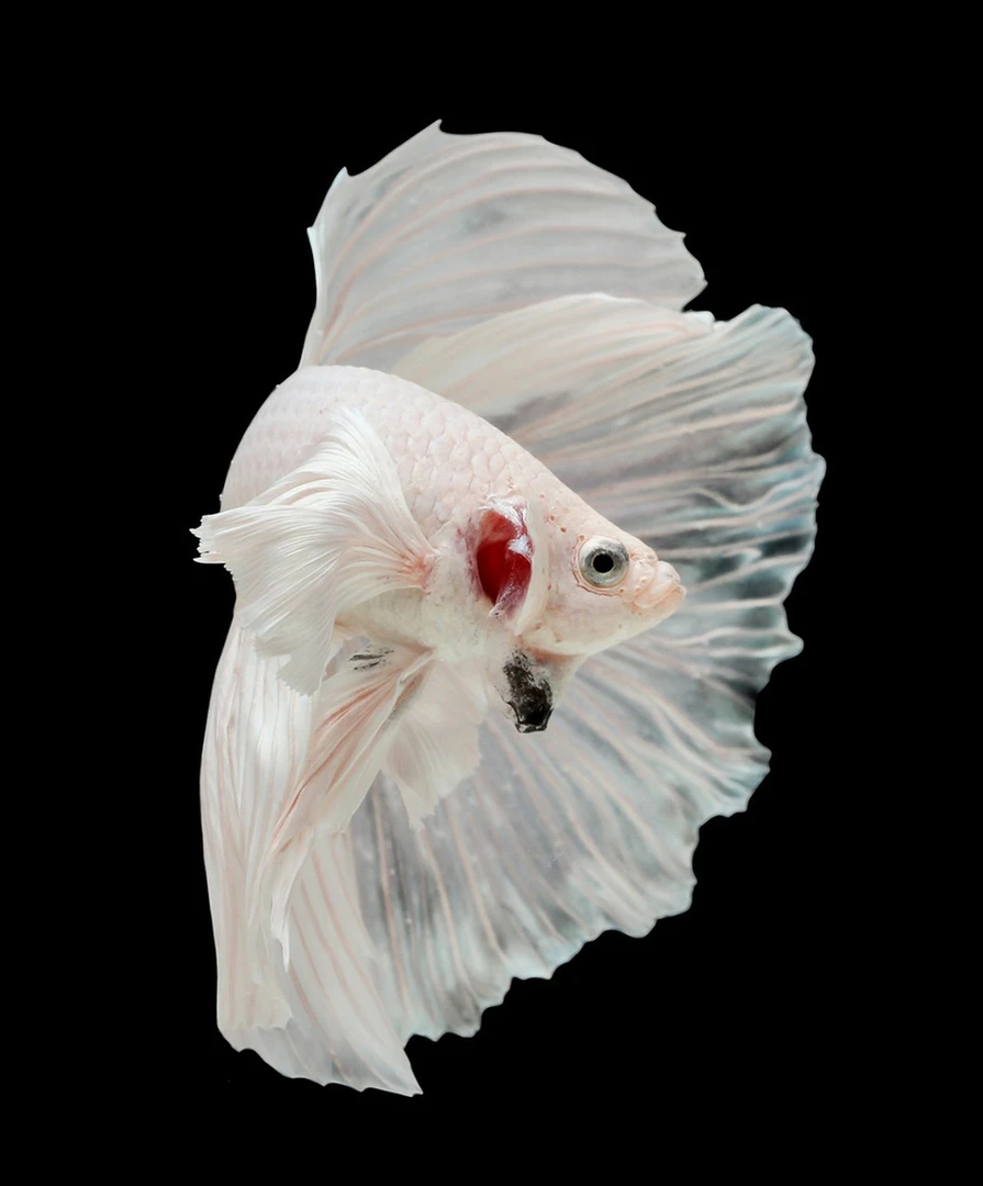 A18（409-432）泰国斗鱼小型热带观赏鱼耐活好养（直播间选鱼）