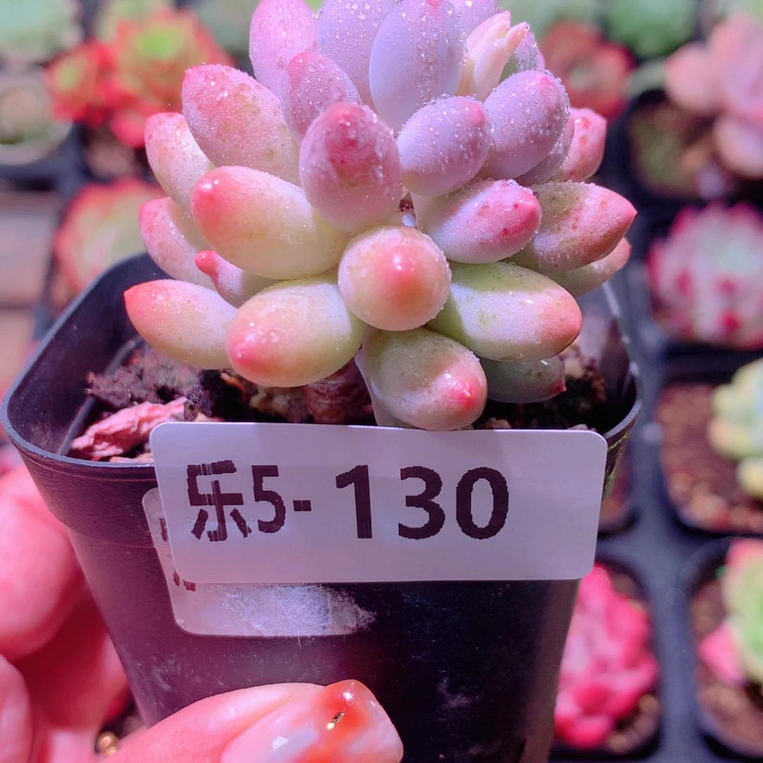 乐然 5-130 婴儿手指