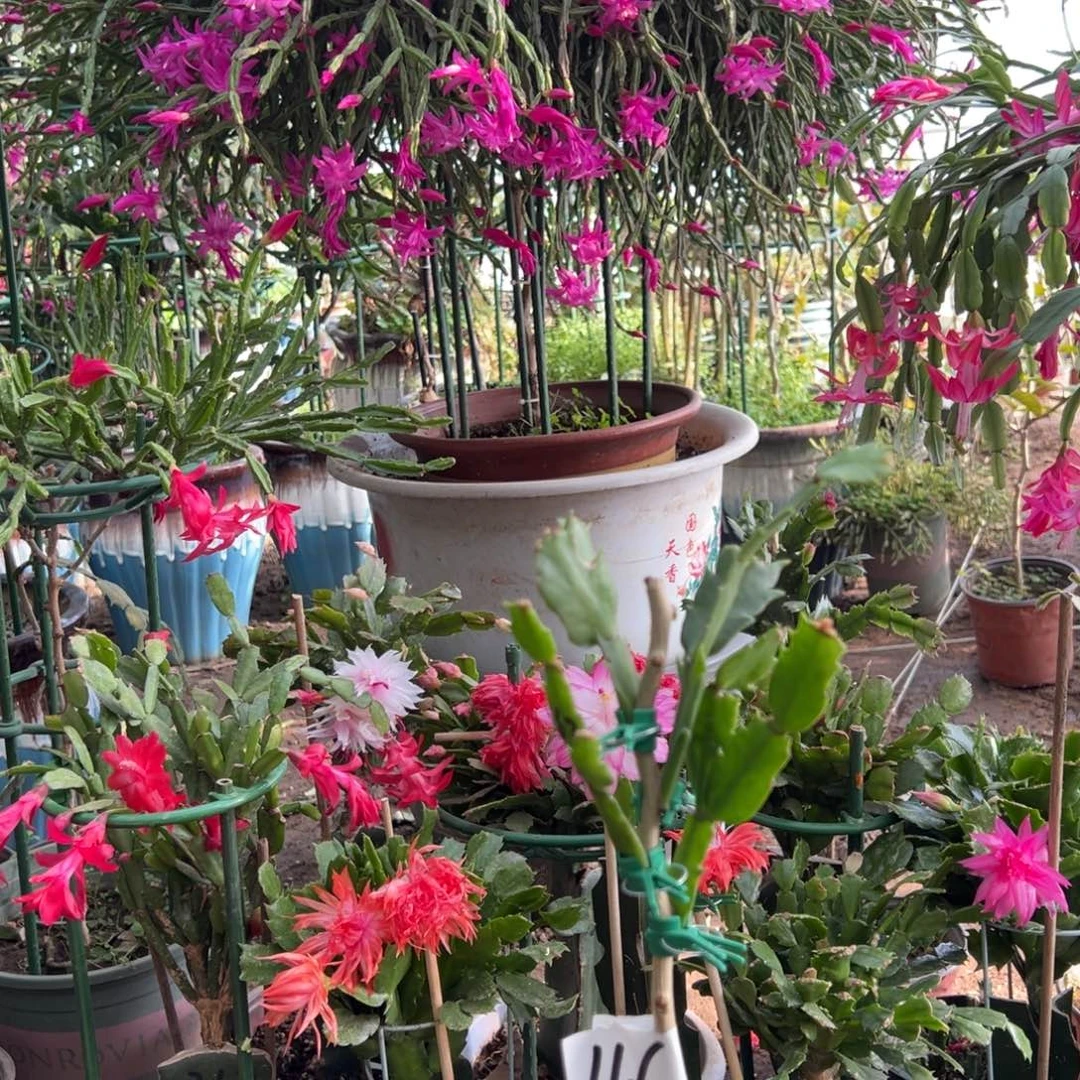 一叶仙嫁接一层五色假昙花带花架不要白色