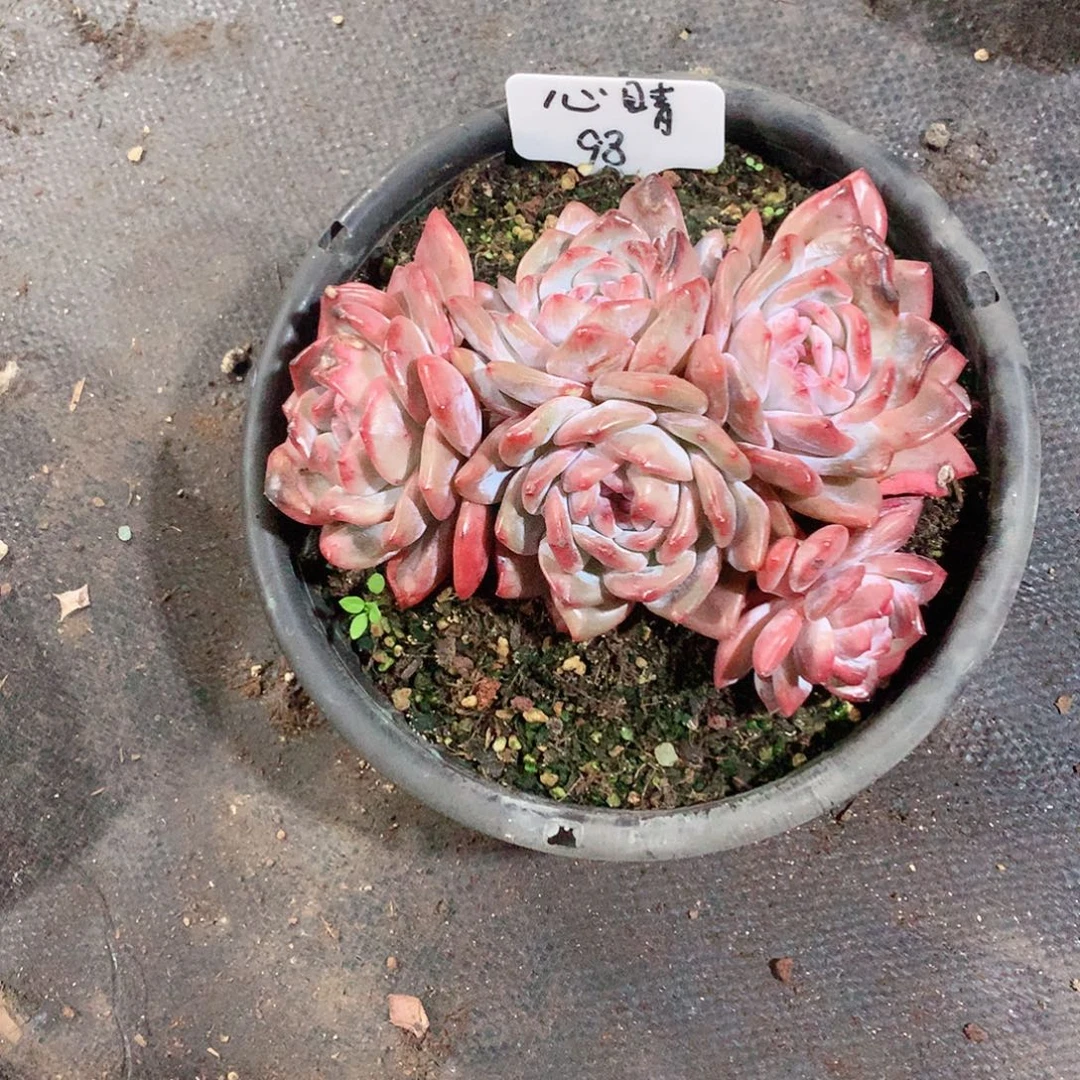 多肉植物多肉植物星影98号38