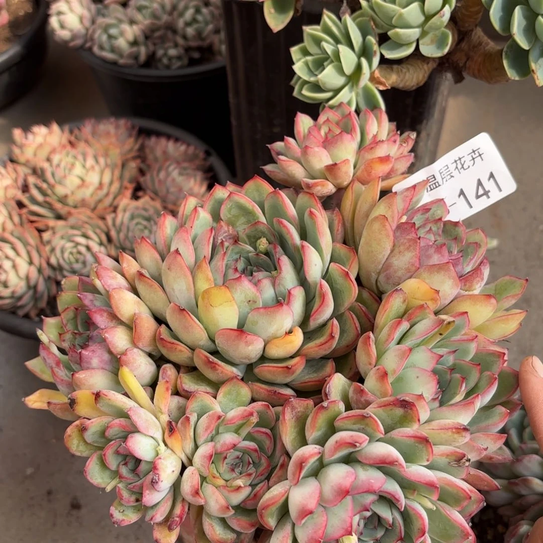 同温层多肉荷花141