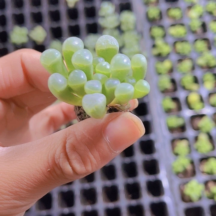 精品五十玲玉多肉植物