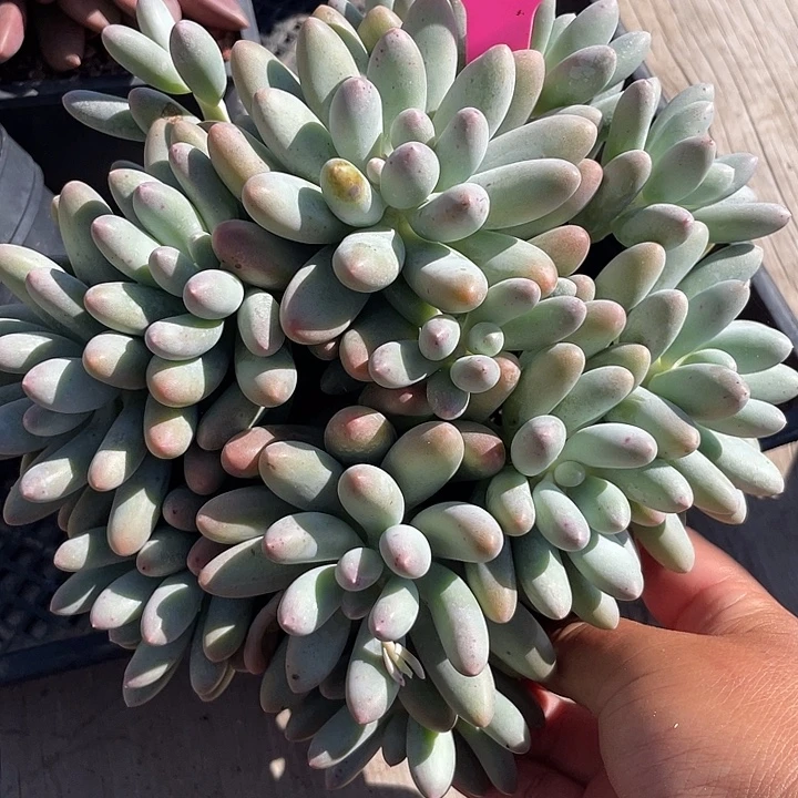 汤圆群生多肉植物122