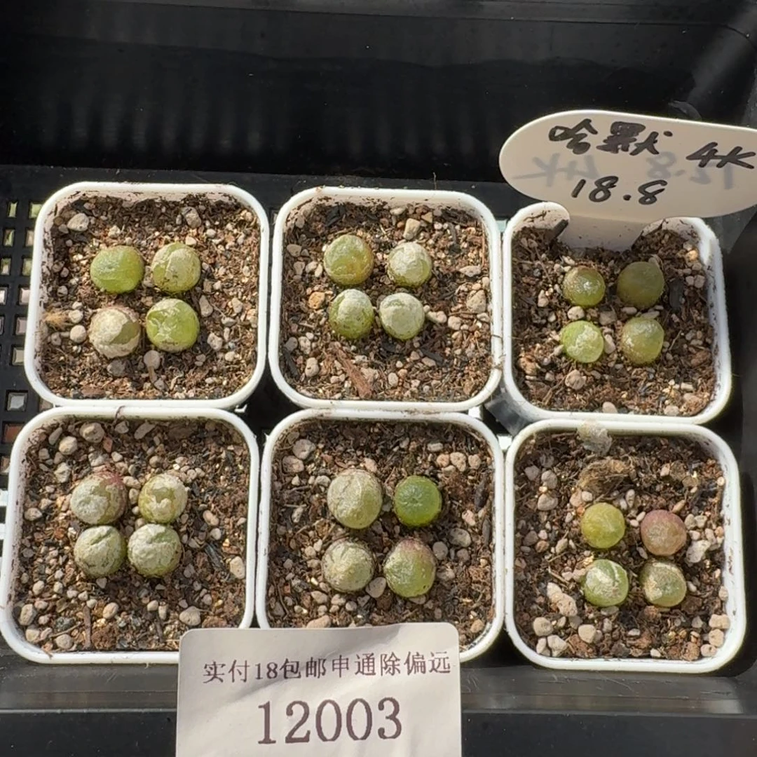 12003-哈默灯泡福利4颗