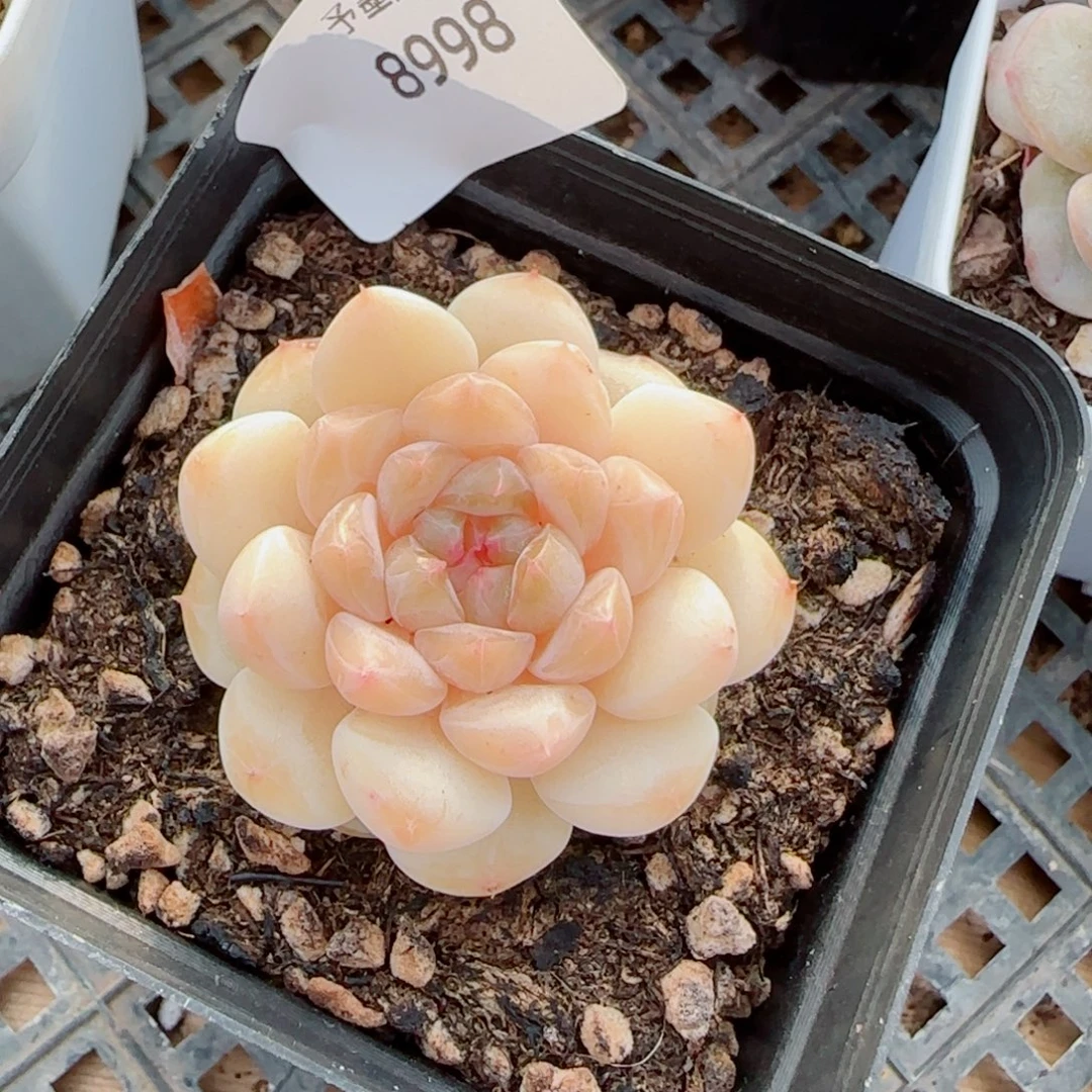 小奶龙，8998多肉植物