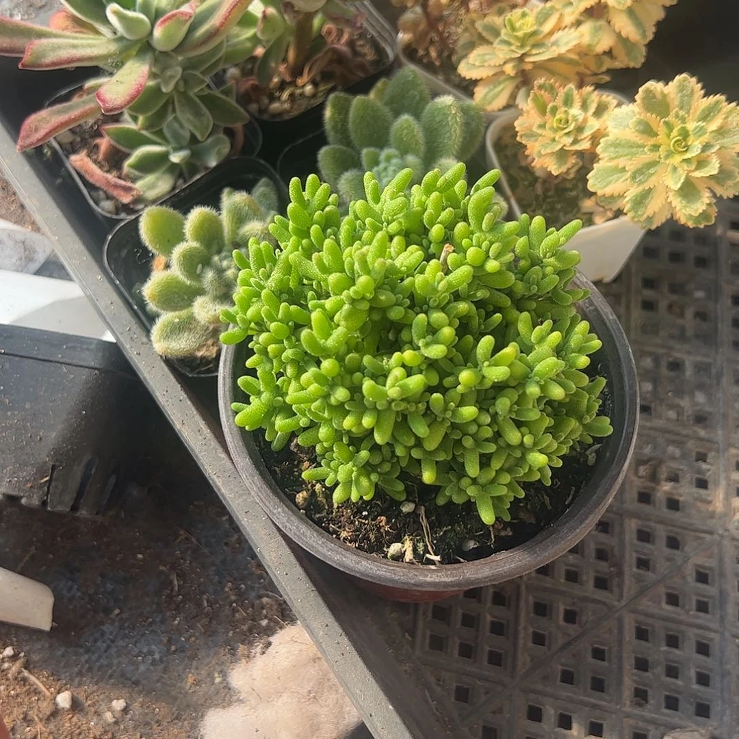 ****X多肉植物组合一个