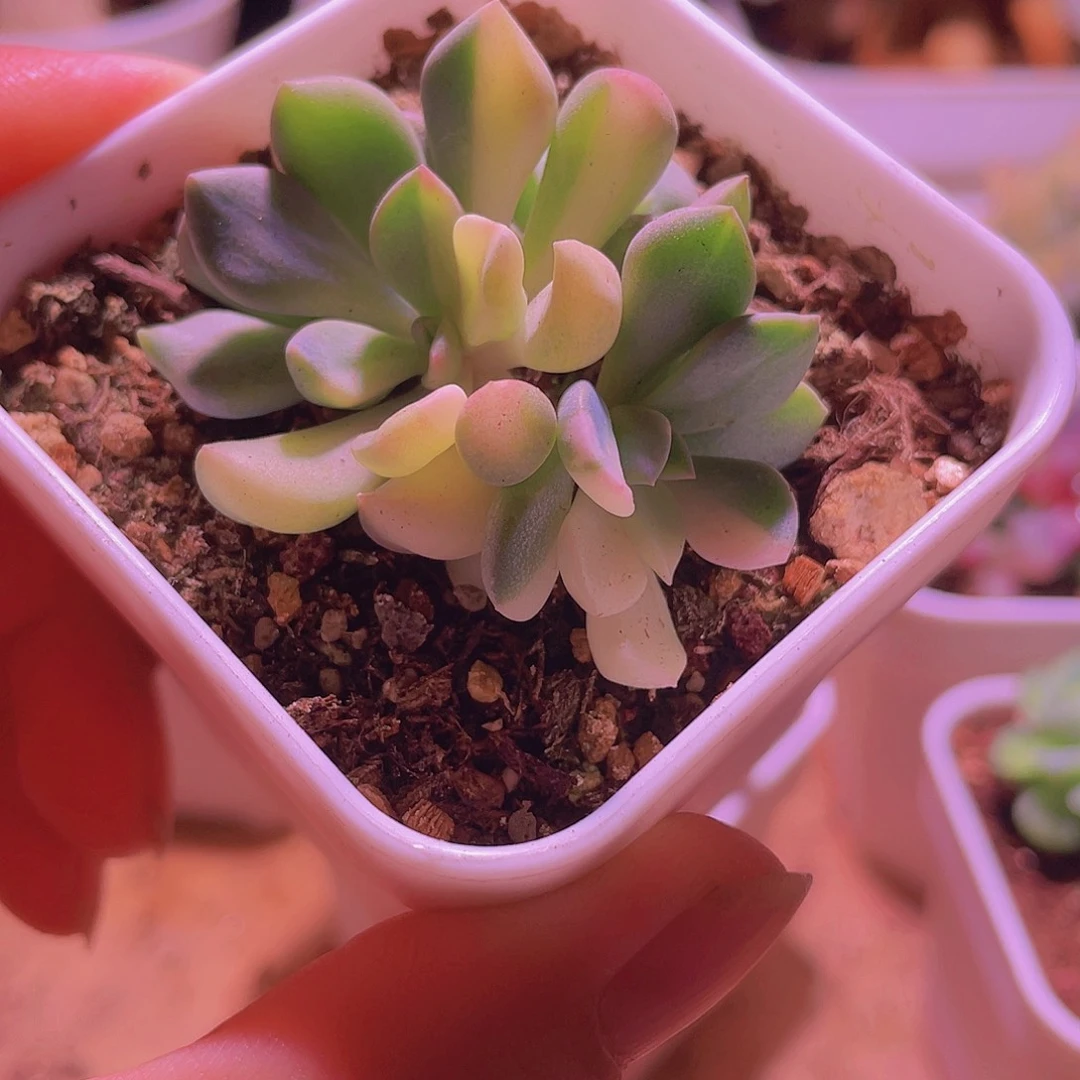 丘比特锦双头发货带盆