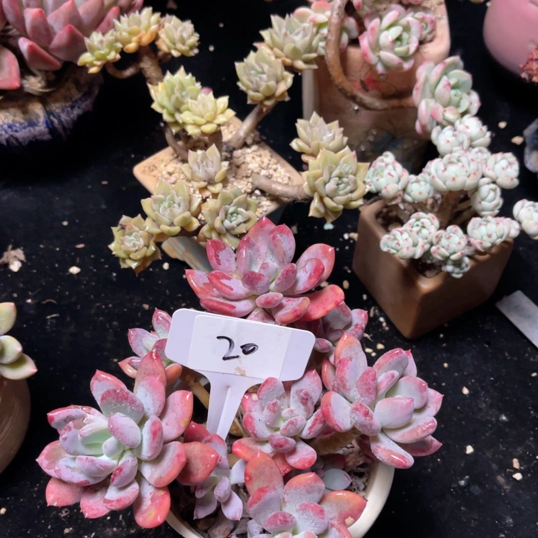 20灰姑娘一物一拍