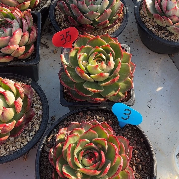 惊鸿仙子一物一拍，2颗