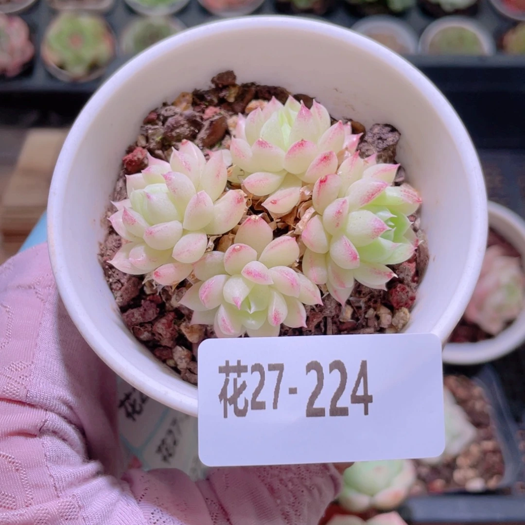 花利美27-224女王玫瑰