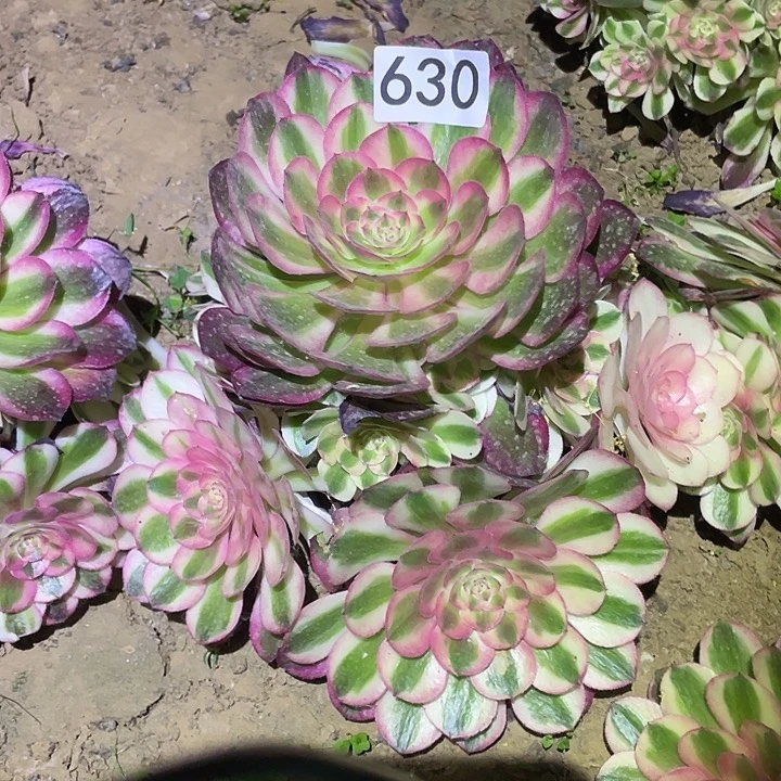 多肉植物法师630荔枝