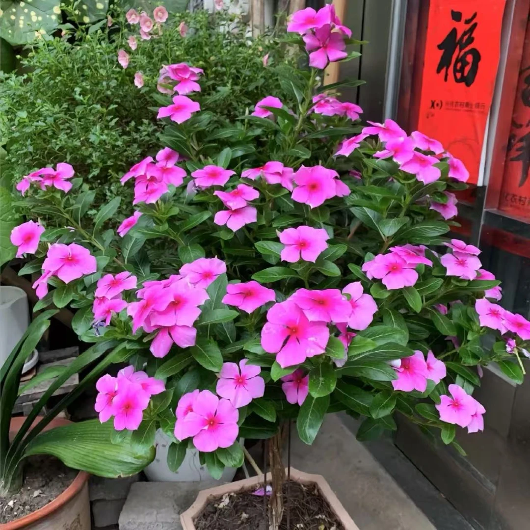 长春花棒棒糖盆栽花卉多年生花期长四季开花耐热耐旱植物