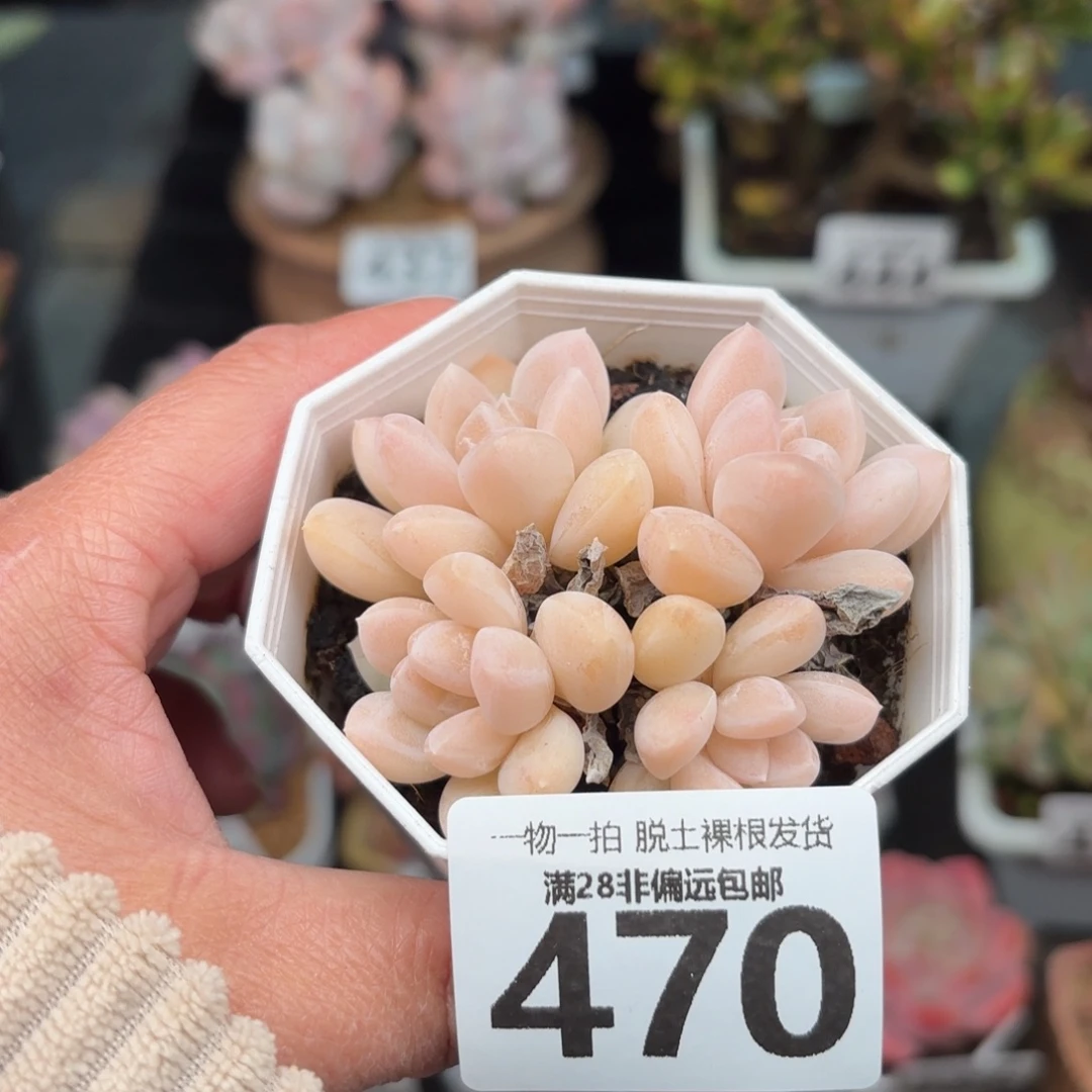 阮玲玉无盆土发货