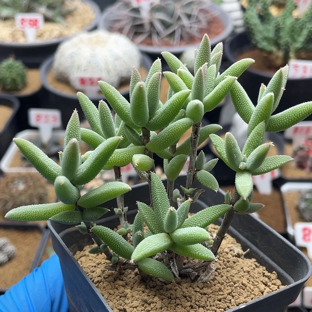 紫花玉米番杏枝干