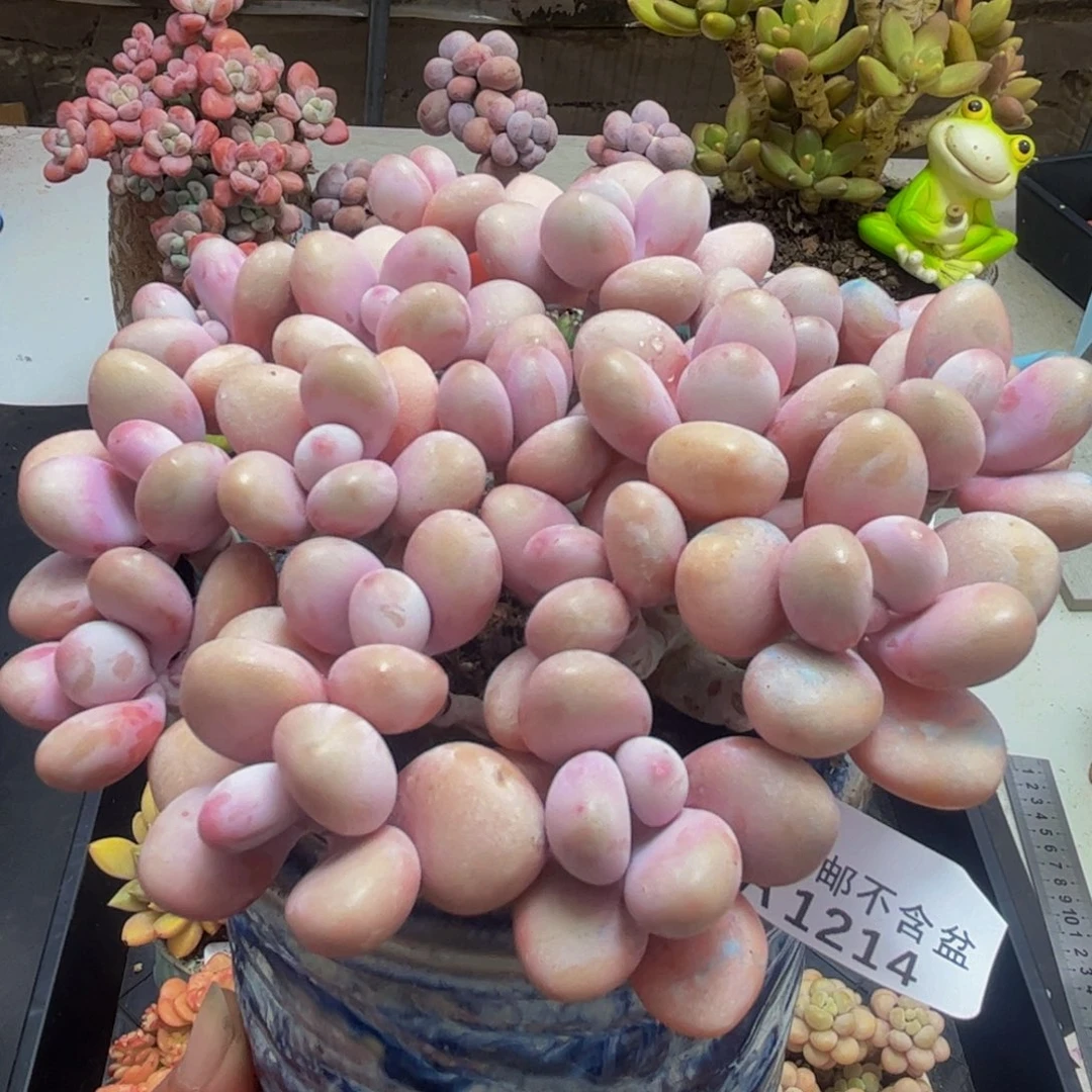 214/12cm糖果桃蛋多肉