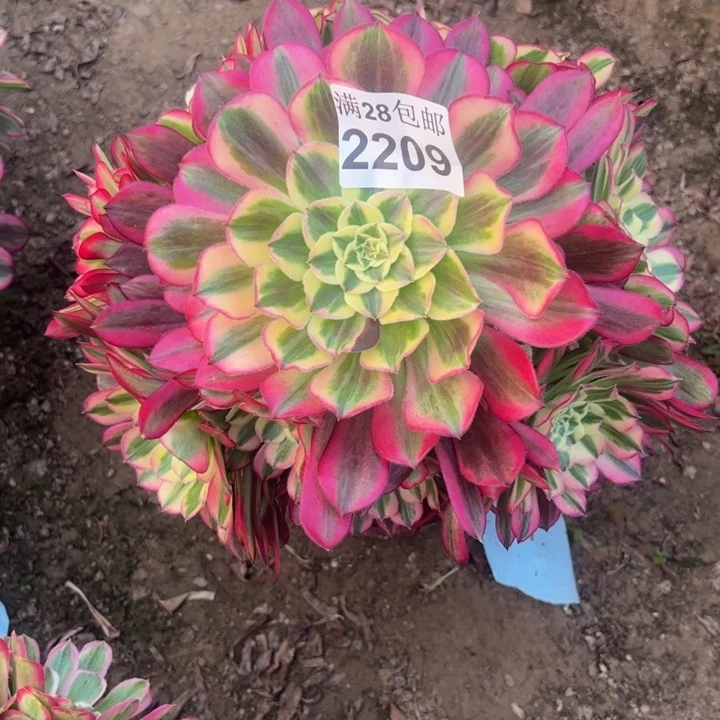 2209天和多肉植物