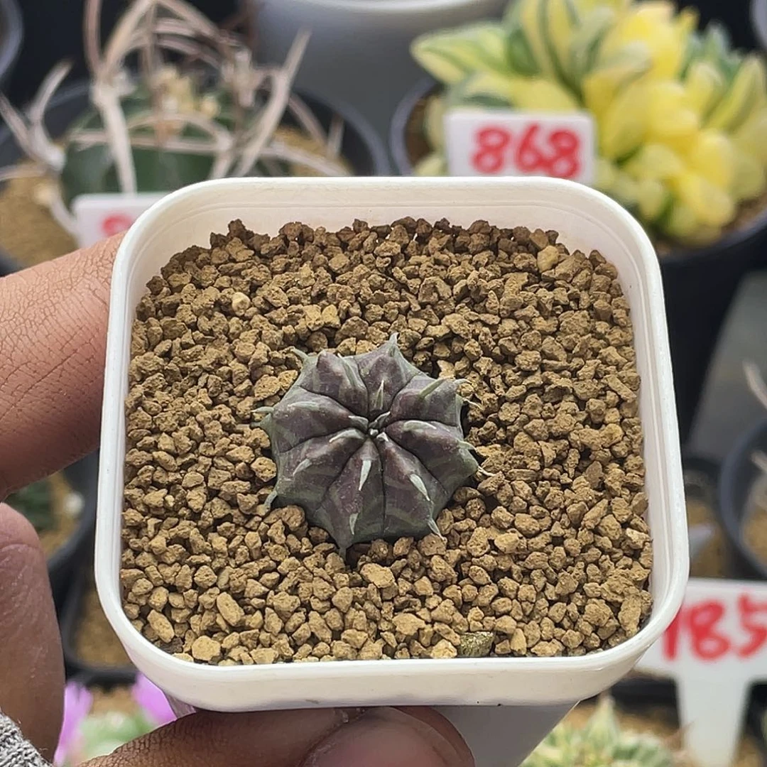 实生法丽达大戟 包邮