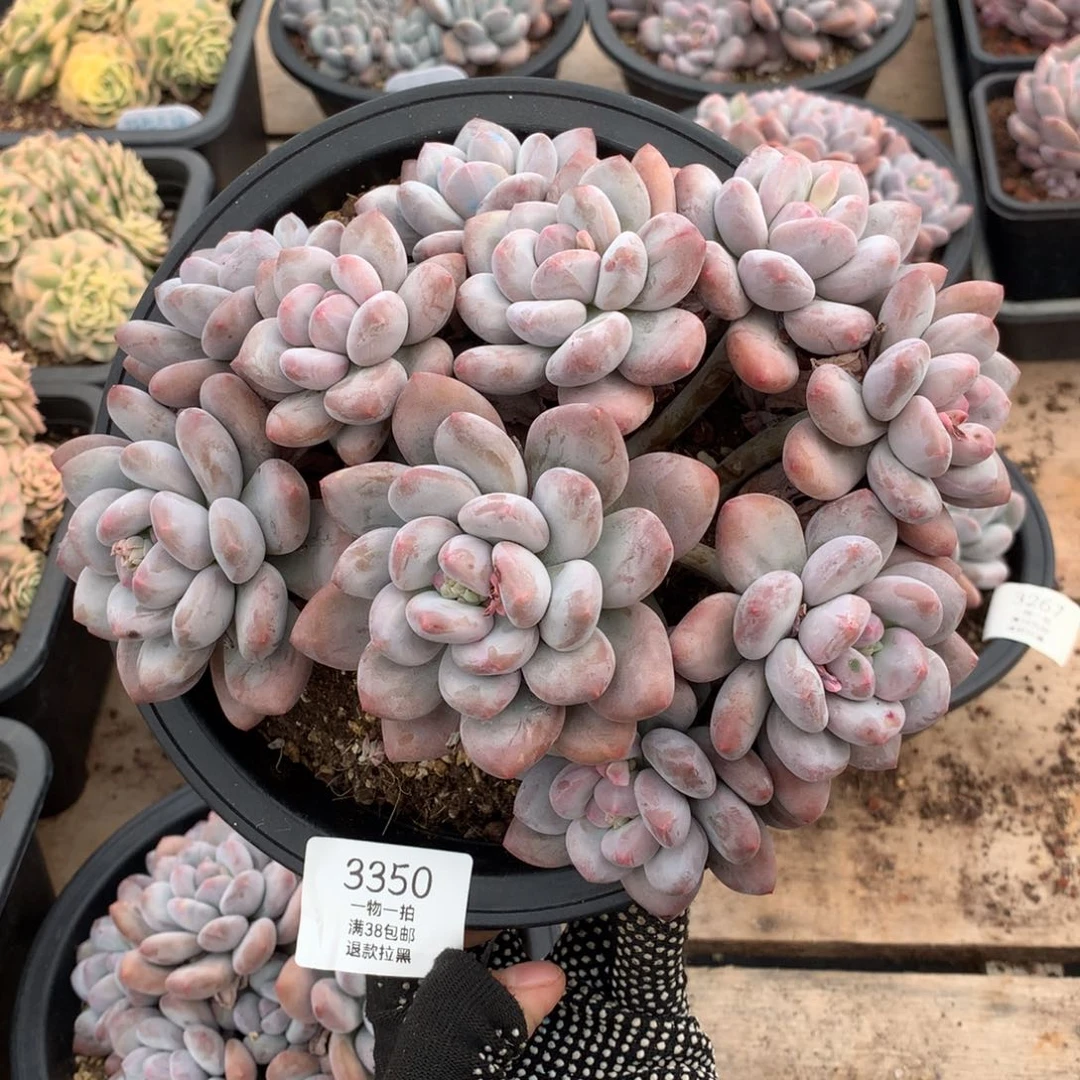 20厘米11头香水多肉3350