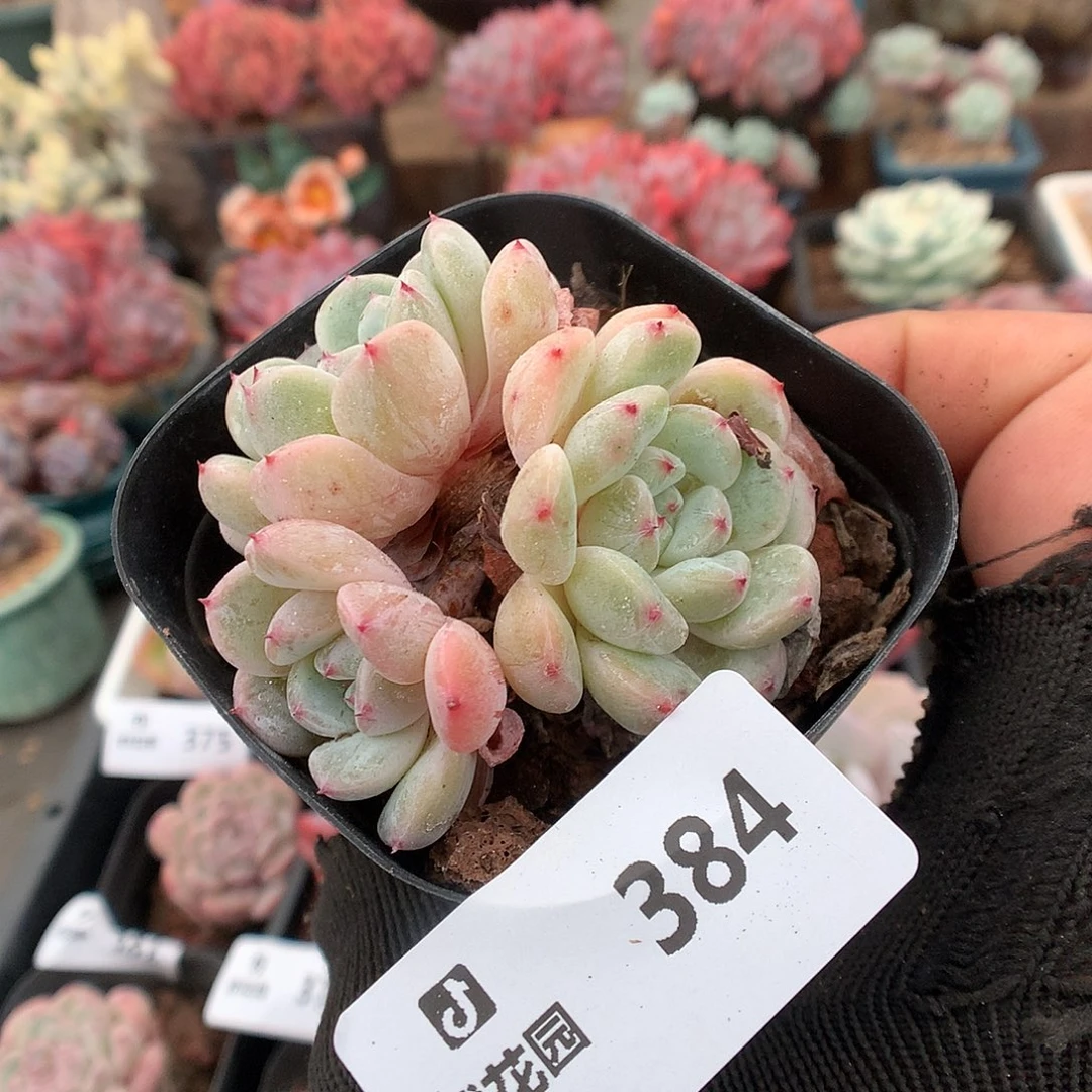 384雪抓多肉植物66666