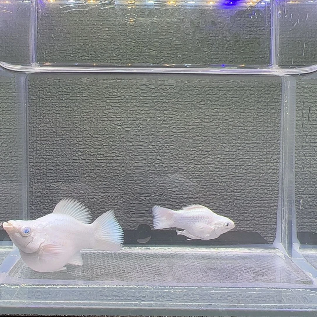 孔雀鱼瓷白元宝体钻眼