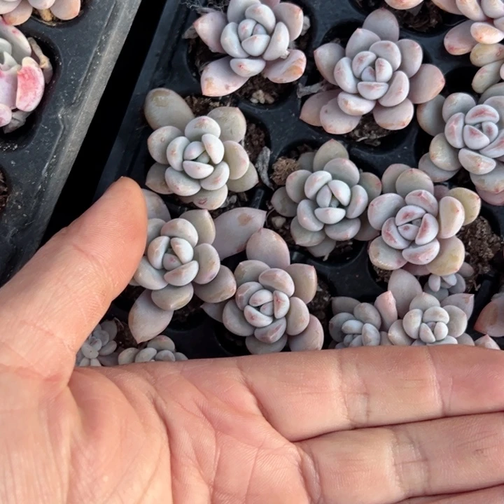 星星雪3cm3颗量拍多肉满20包邮