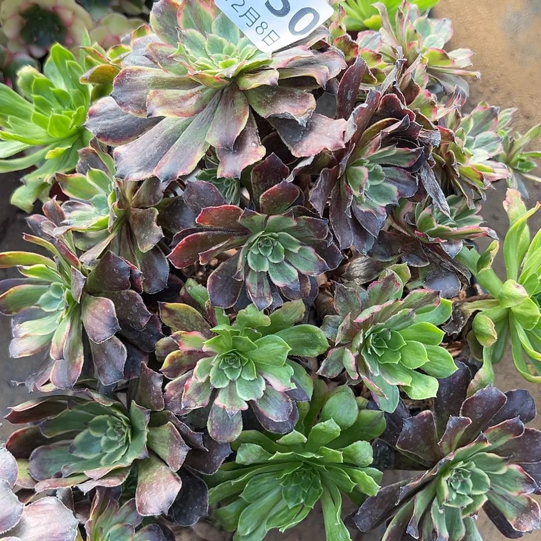 新***612.8-50粉戴多肉植物