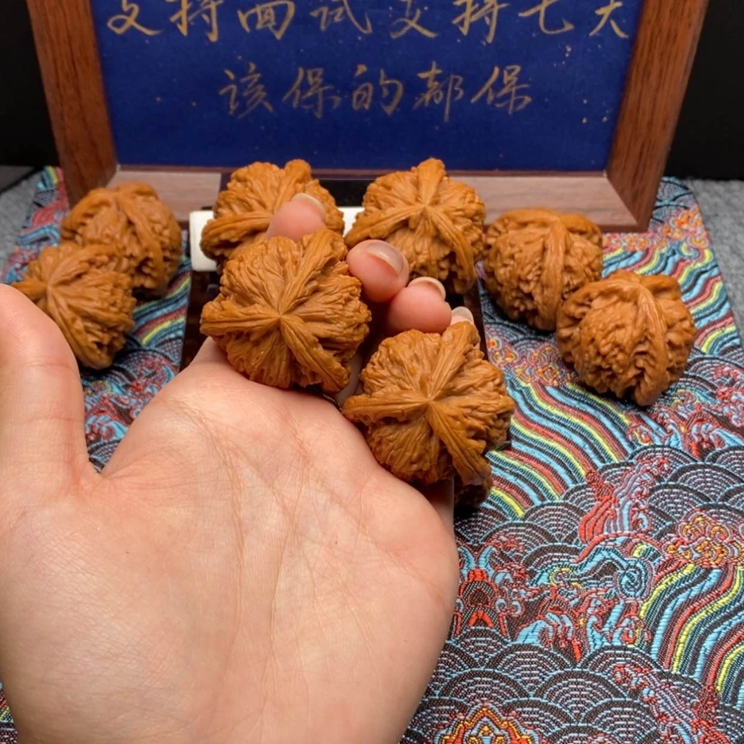 【闪购商品】伯****鱼白狮