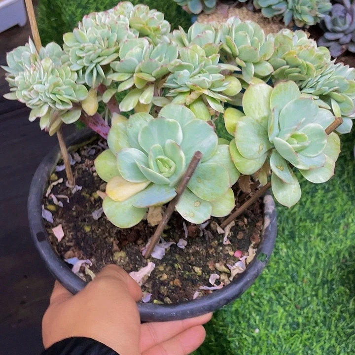 鸡蛋碧桃拉丝锦缀哦哦