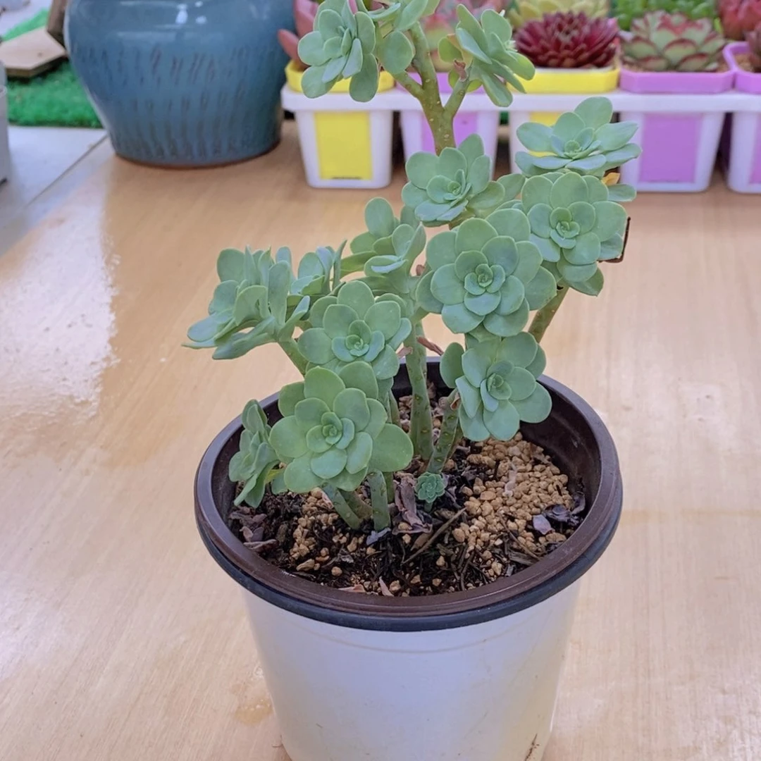 无花朵圆叶薄化妆多肉植物