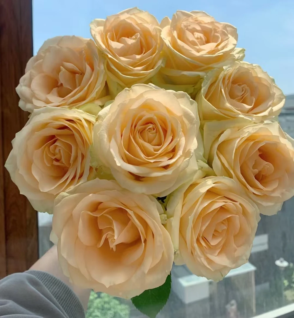 蜜桃雪山大苗  四季灌木月季