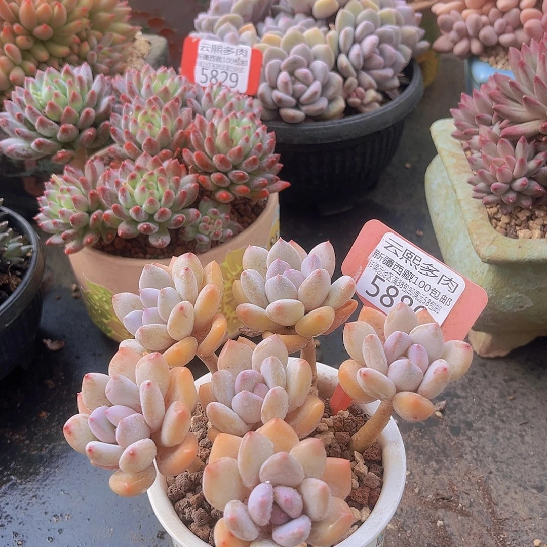 5880珍舞美人多肉植物