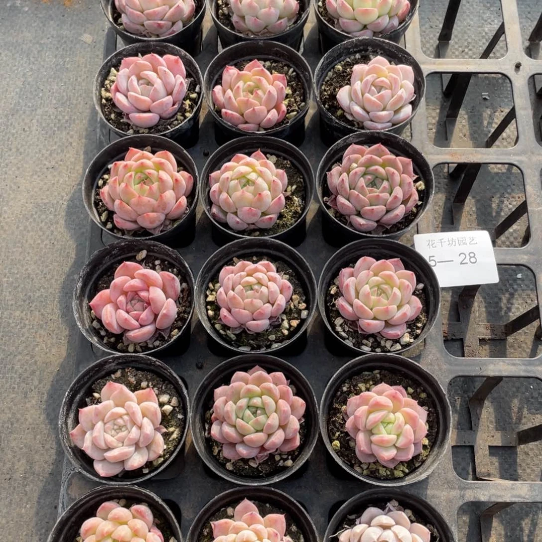 一物一拍18棵5-28